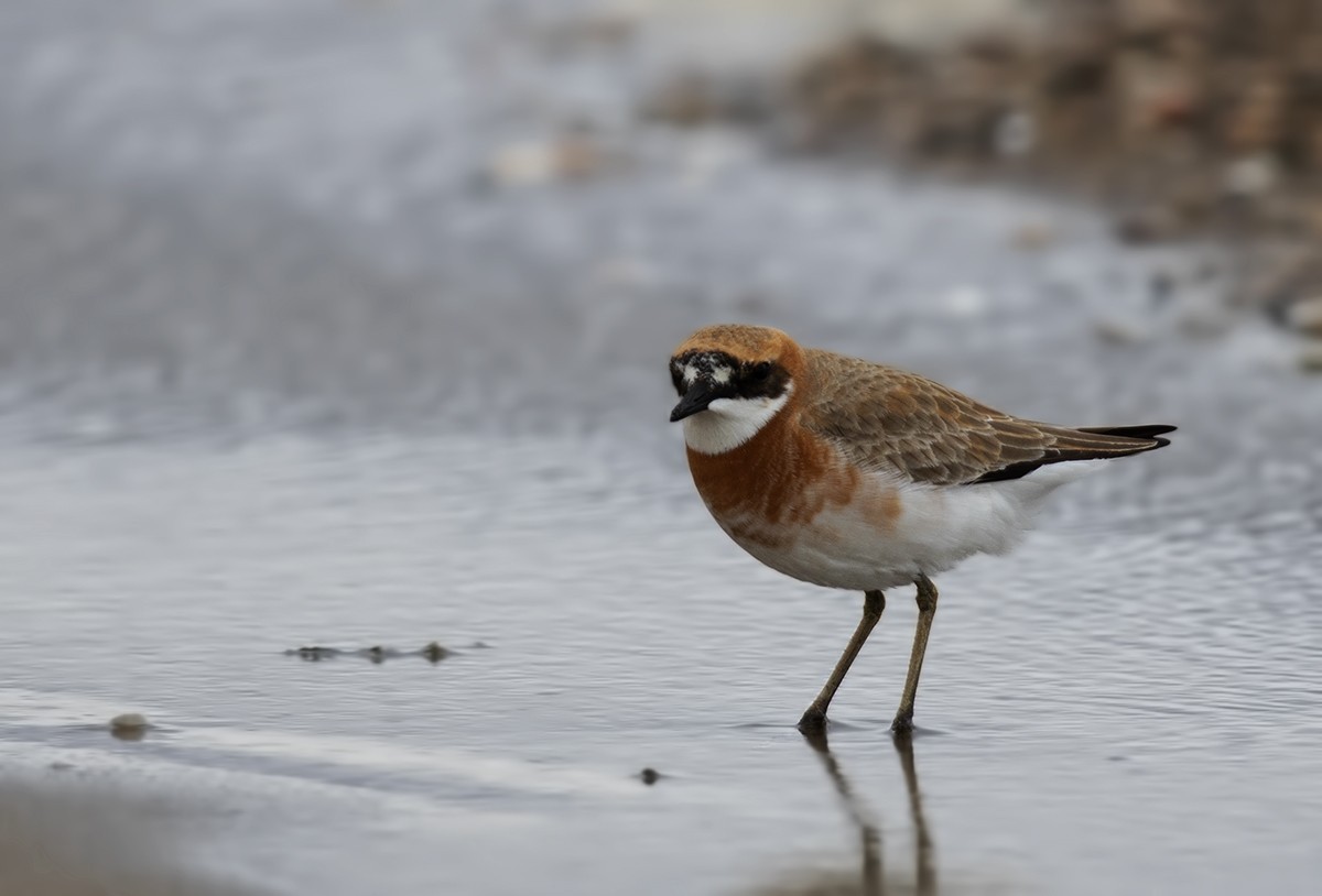 Greater Sand-Plover