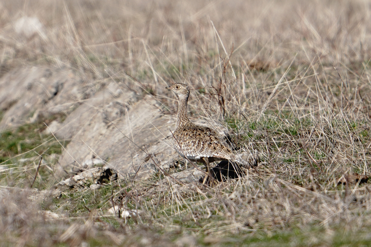 Little Bustard