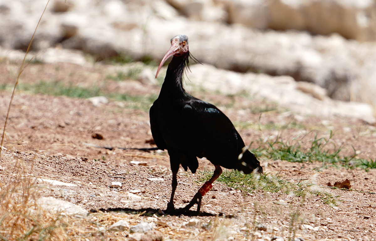 Northern Bald Ibis