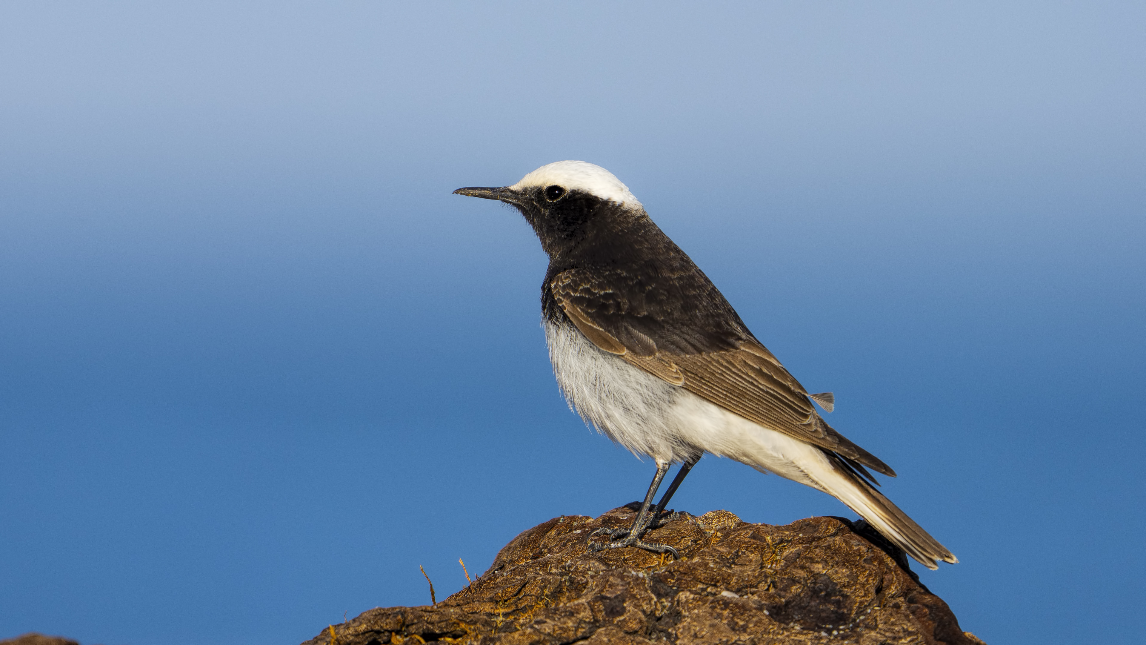 Hooded Wheatear