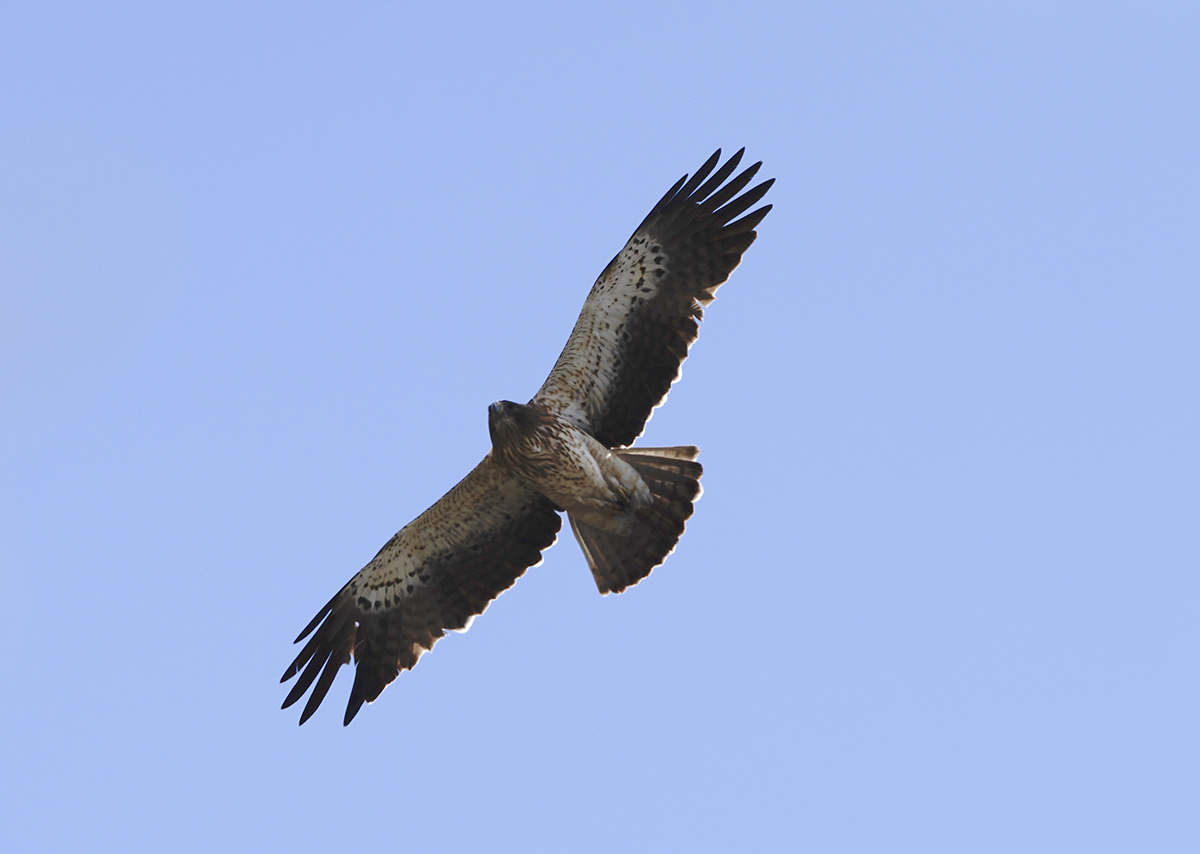 Booted Eagle