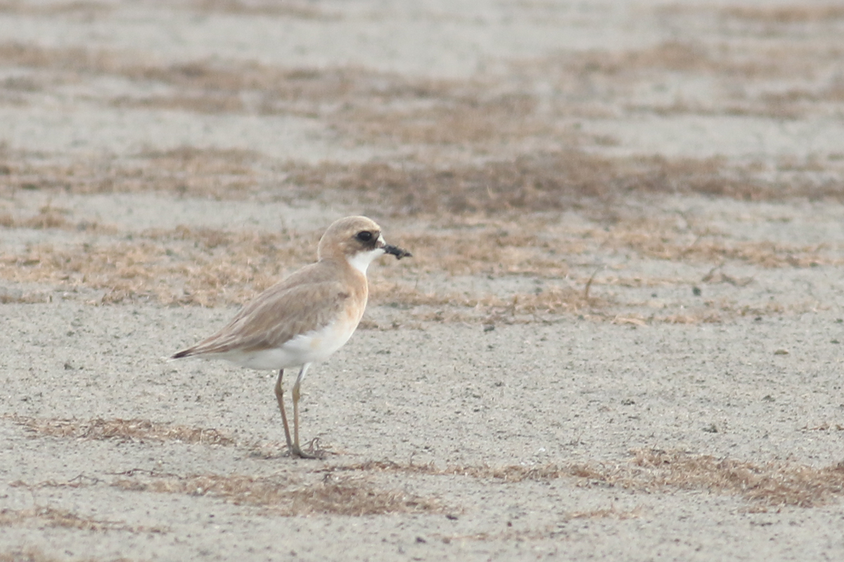 Greater Sand-Plover — Ana fotoğraf
