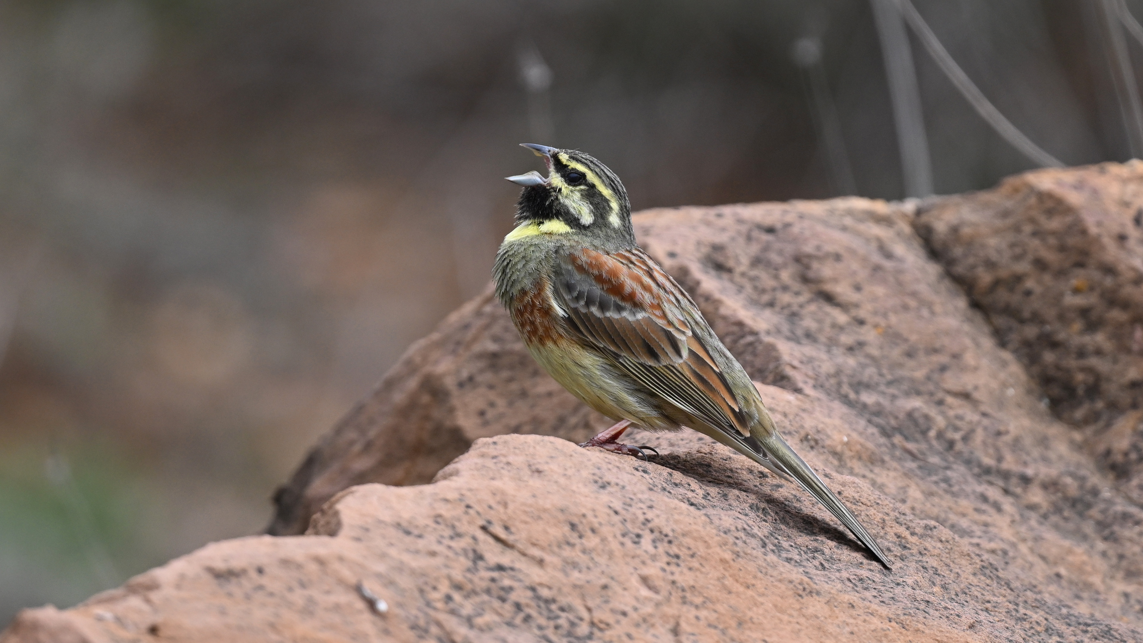 Cirl Bunting