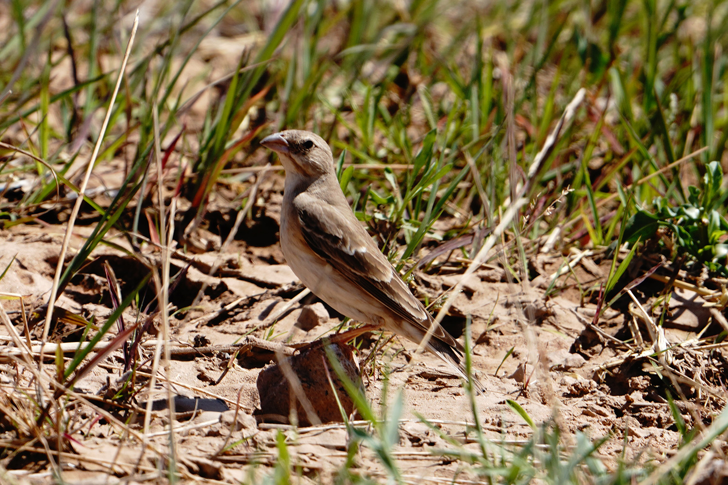 Pale Rockfinch