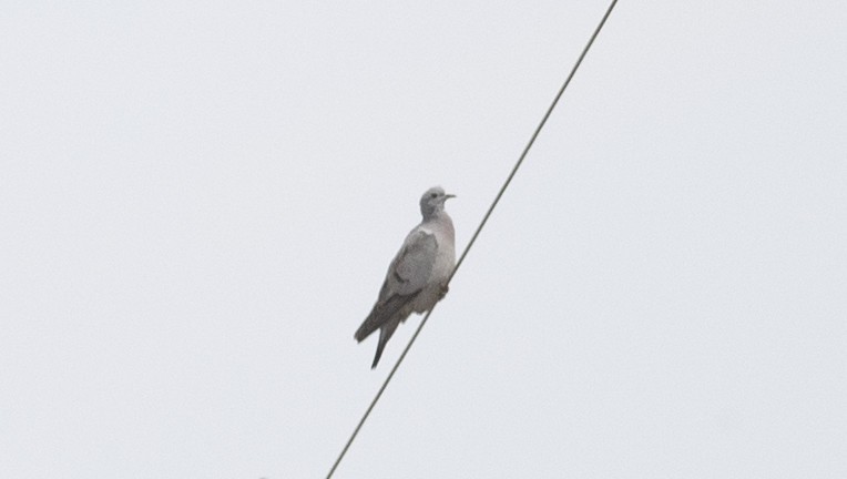 Stock Dove — Ana fotoğraf