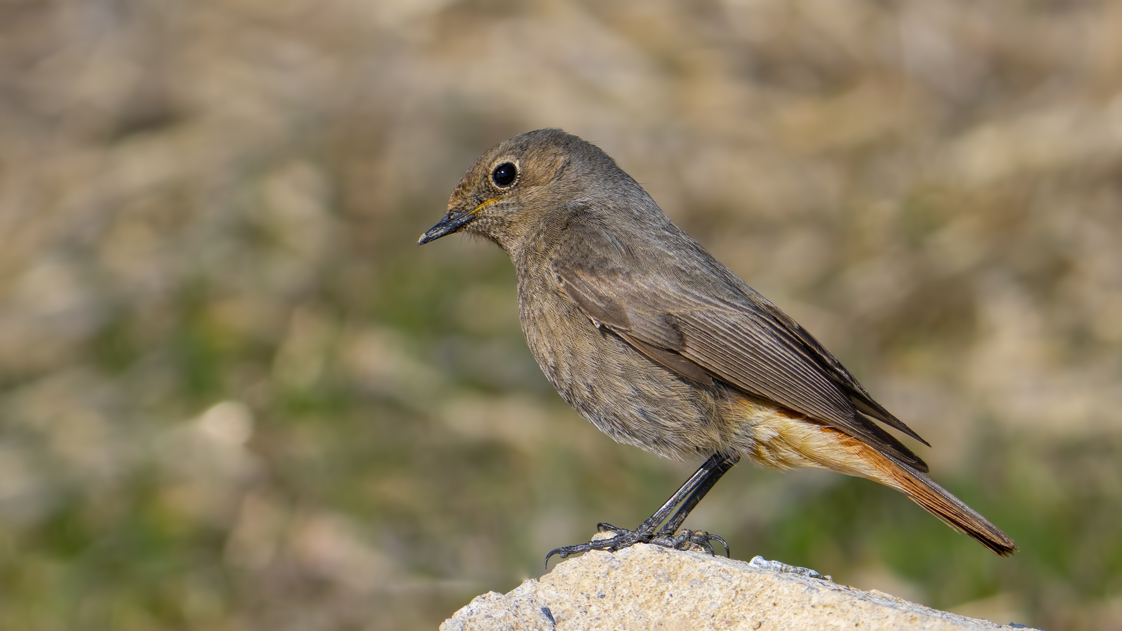 Black Redstart