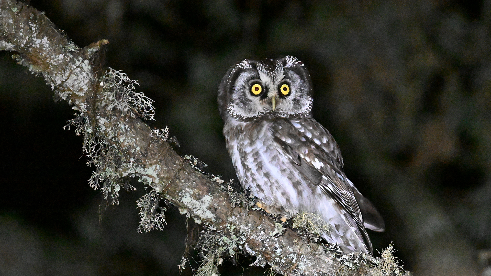 Boreal Owl