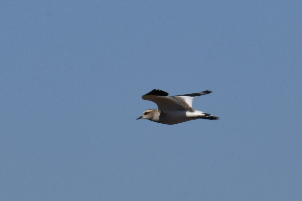 Sociable Lapwing