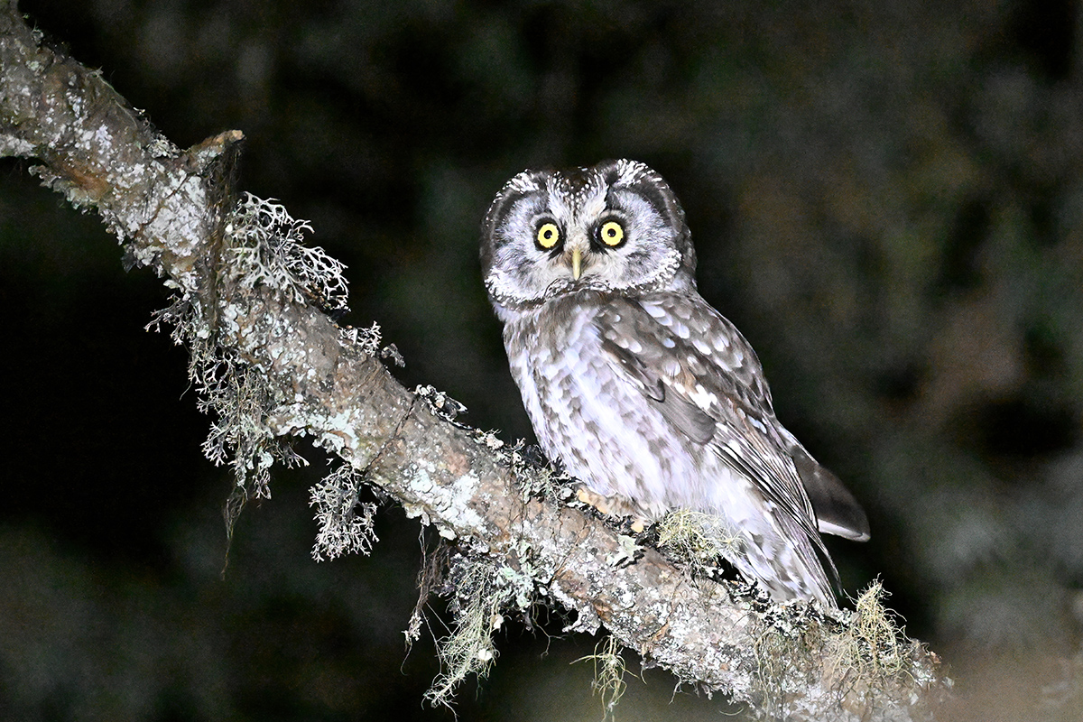 Boreal Owl