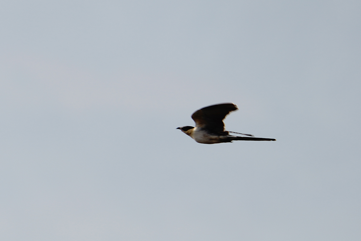 Great Spotted Cuckoo