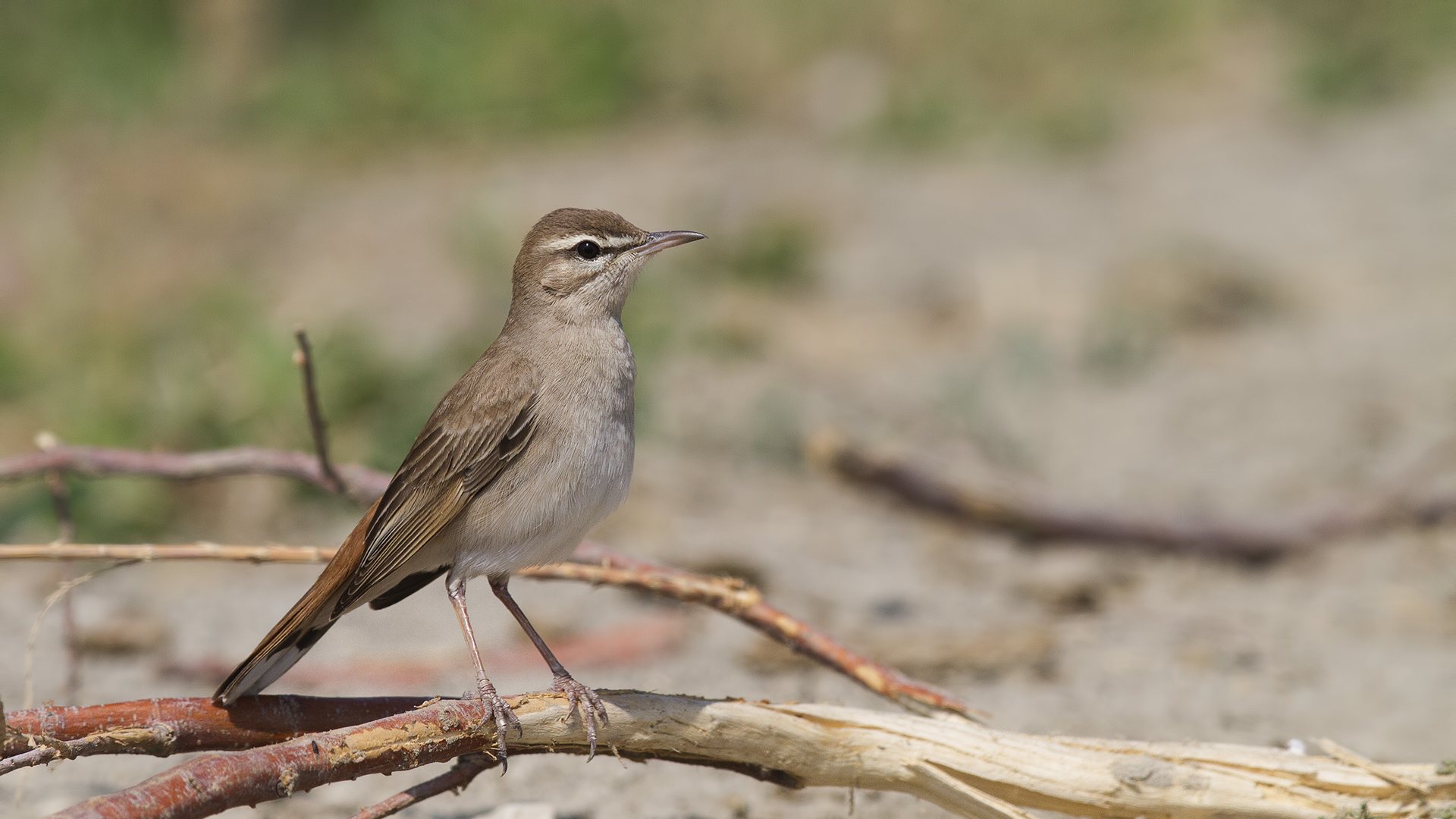 Rufous-tailed Scrub-Robin