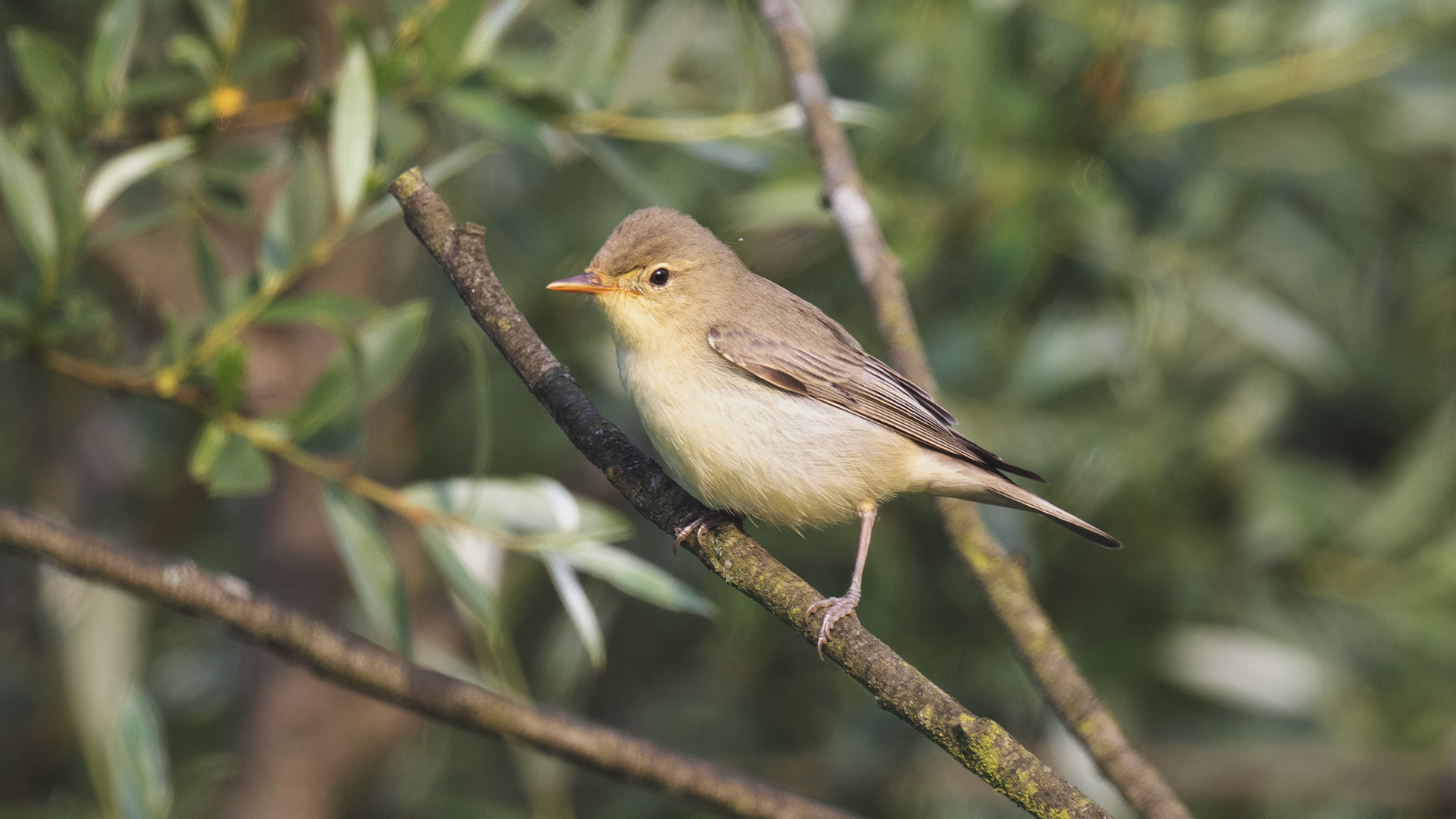Icterine Warbler