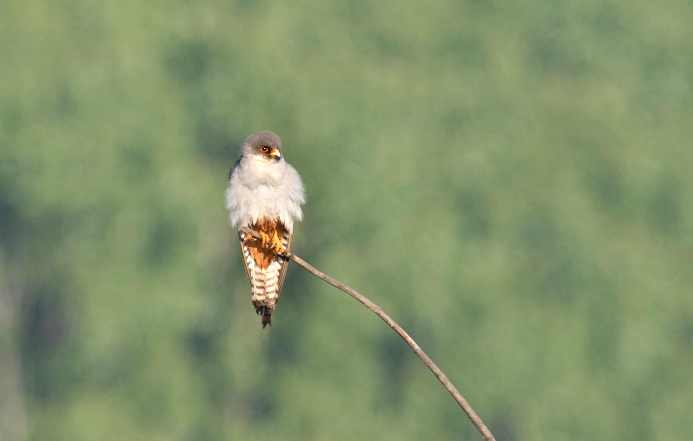 Red-footed Falcon