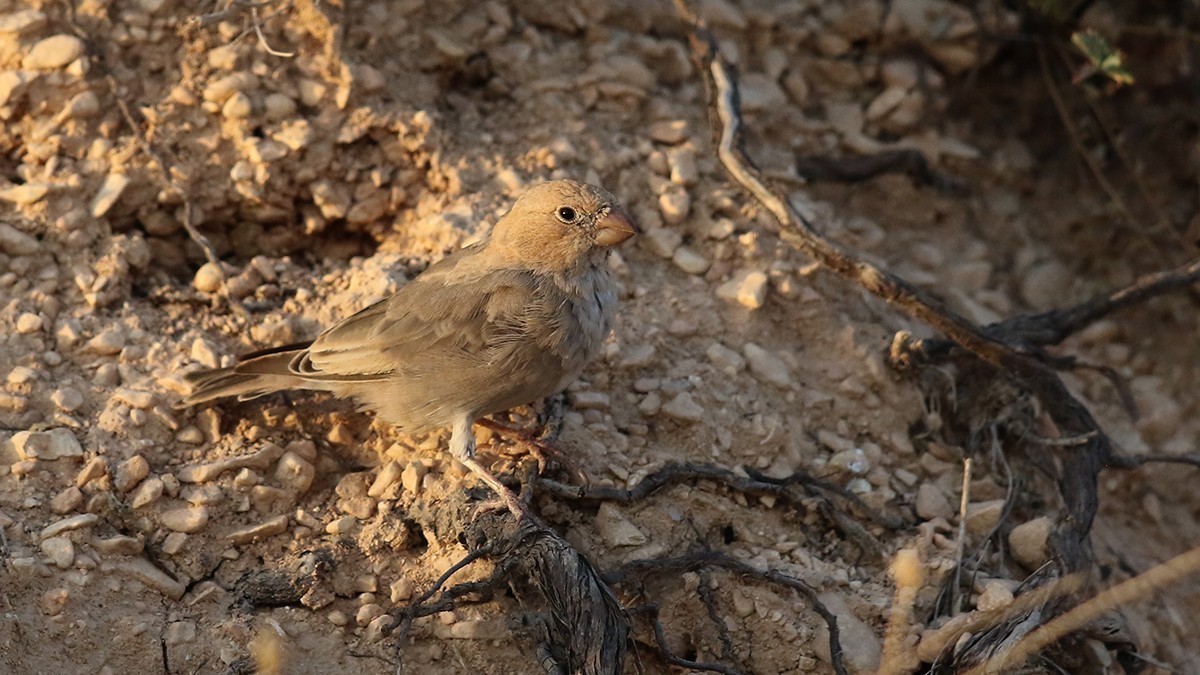 Trumpeter Finch