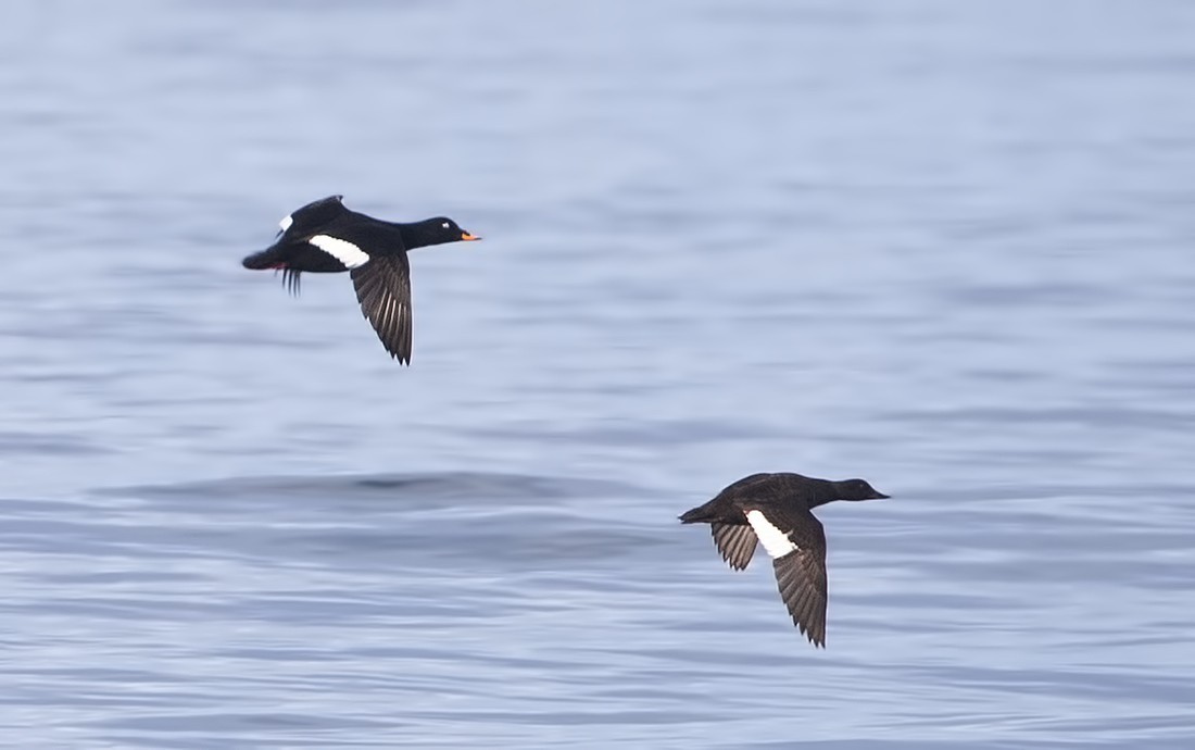Velvet Scoter