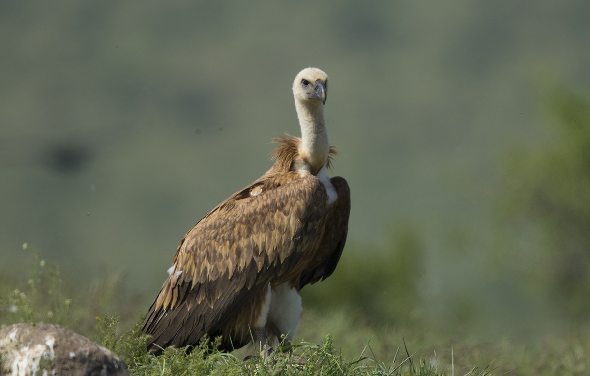Eurasian Griffon