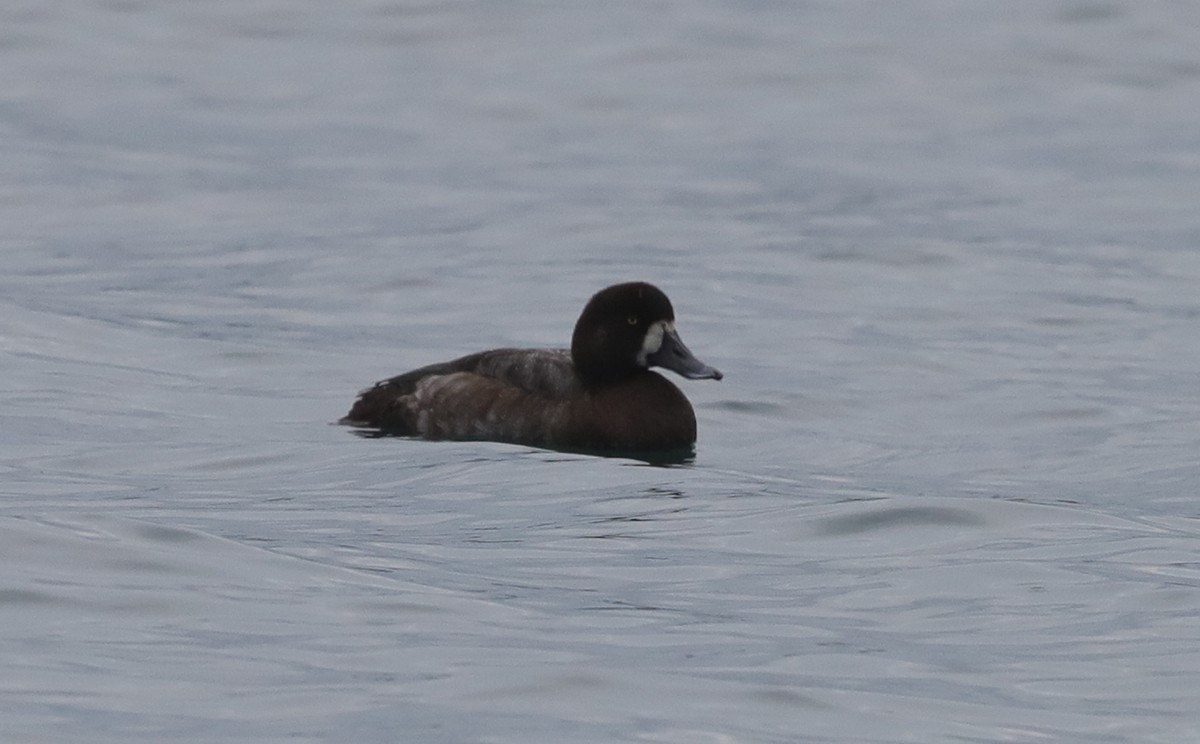 Greater Scaup