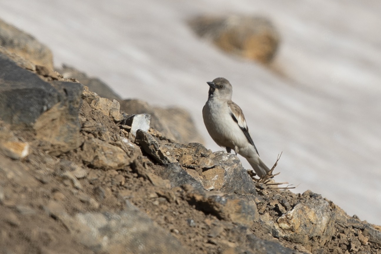 White-winged Snowfinch