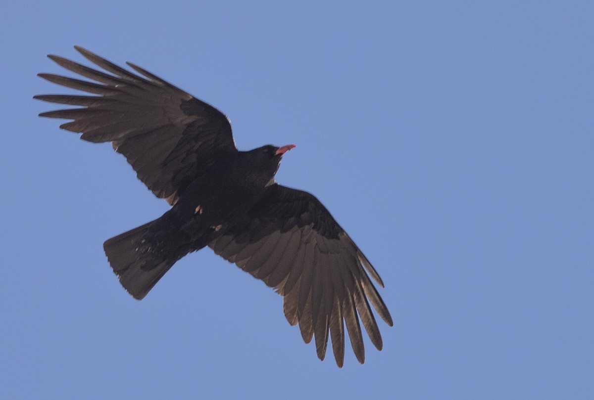 Red-billed Chough