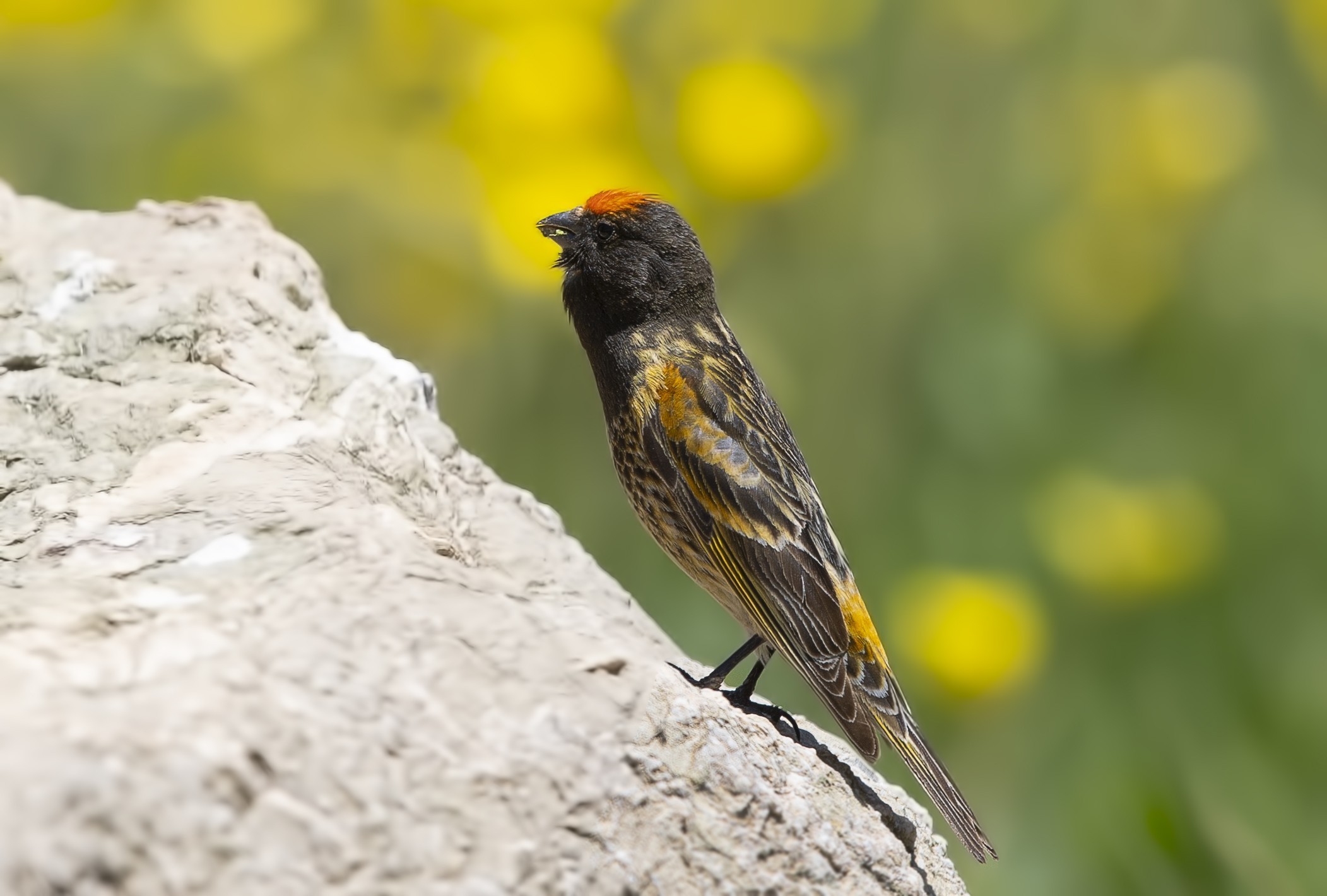 Fire-fronted Serin