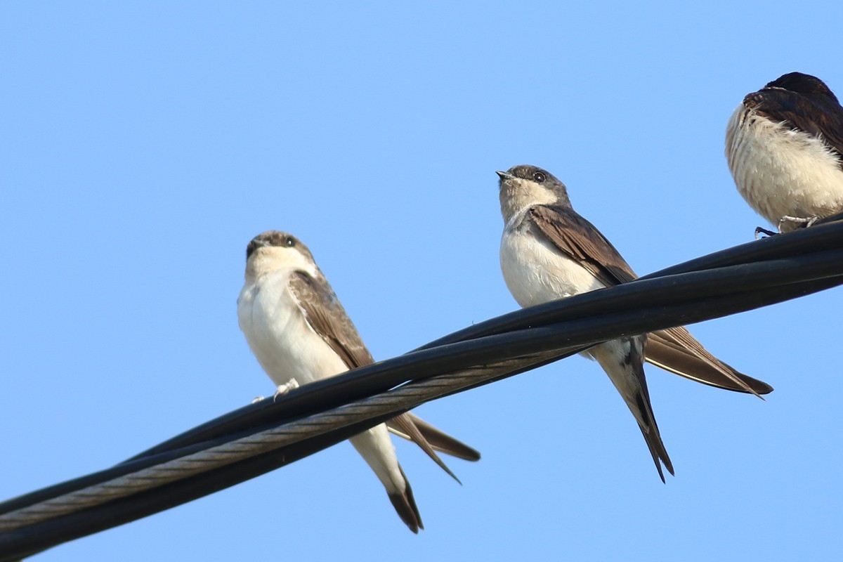 Birdpx fotoğrafı 9819
