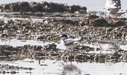 Little Tern
