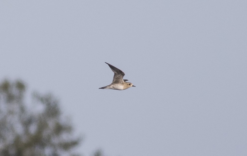 Pacific Golden-Plover