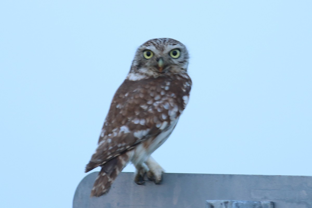 Little Owl
