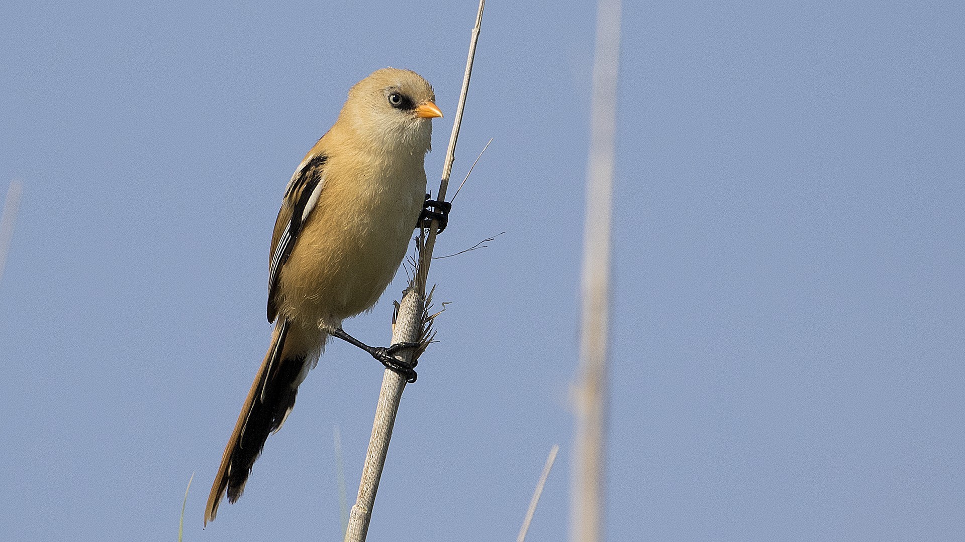 Bearded Reedling