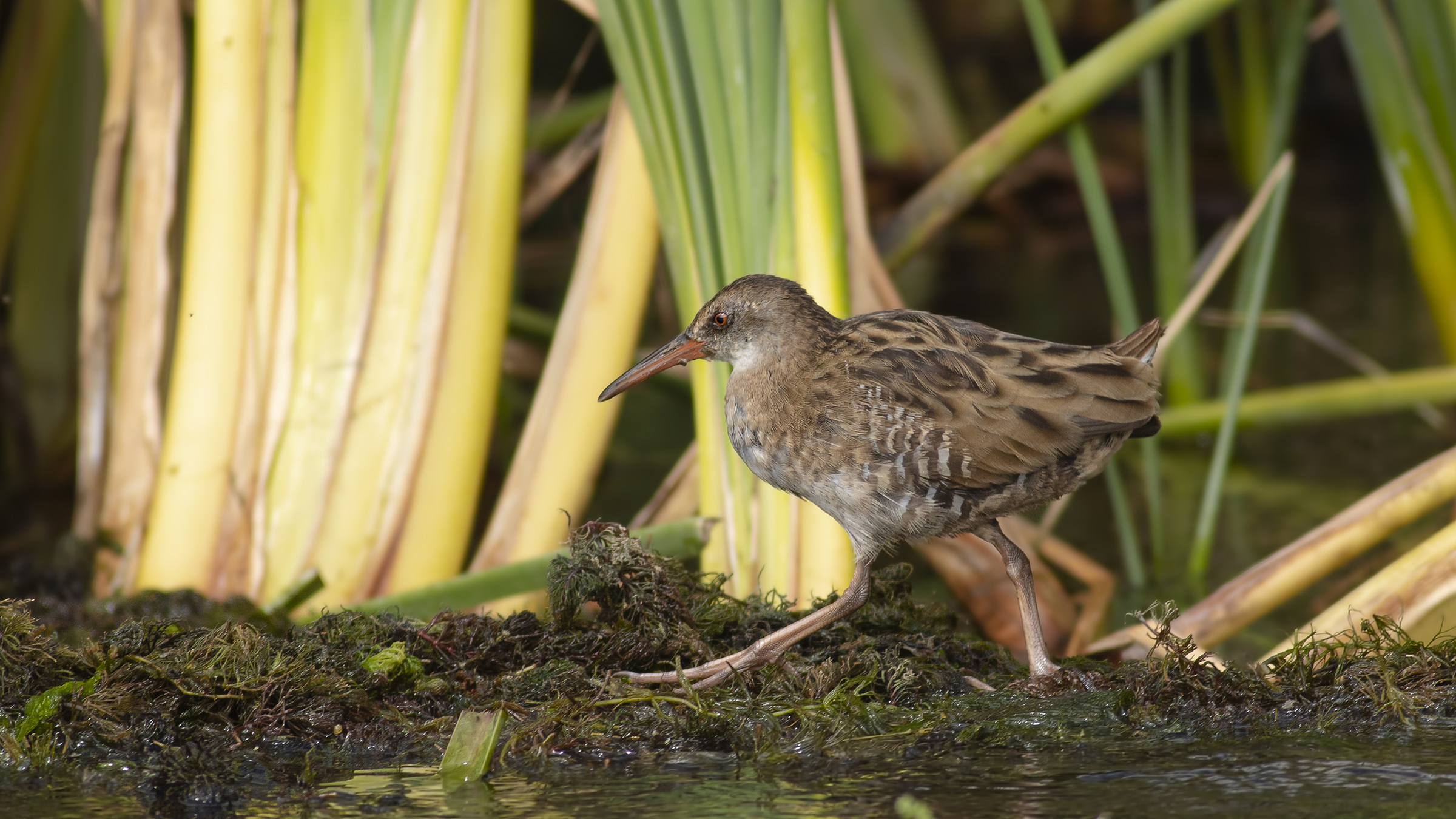 Water Rail