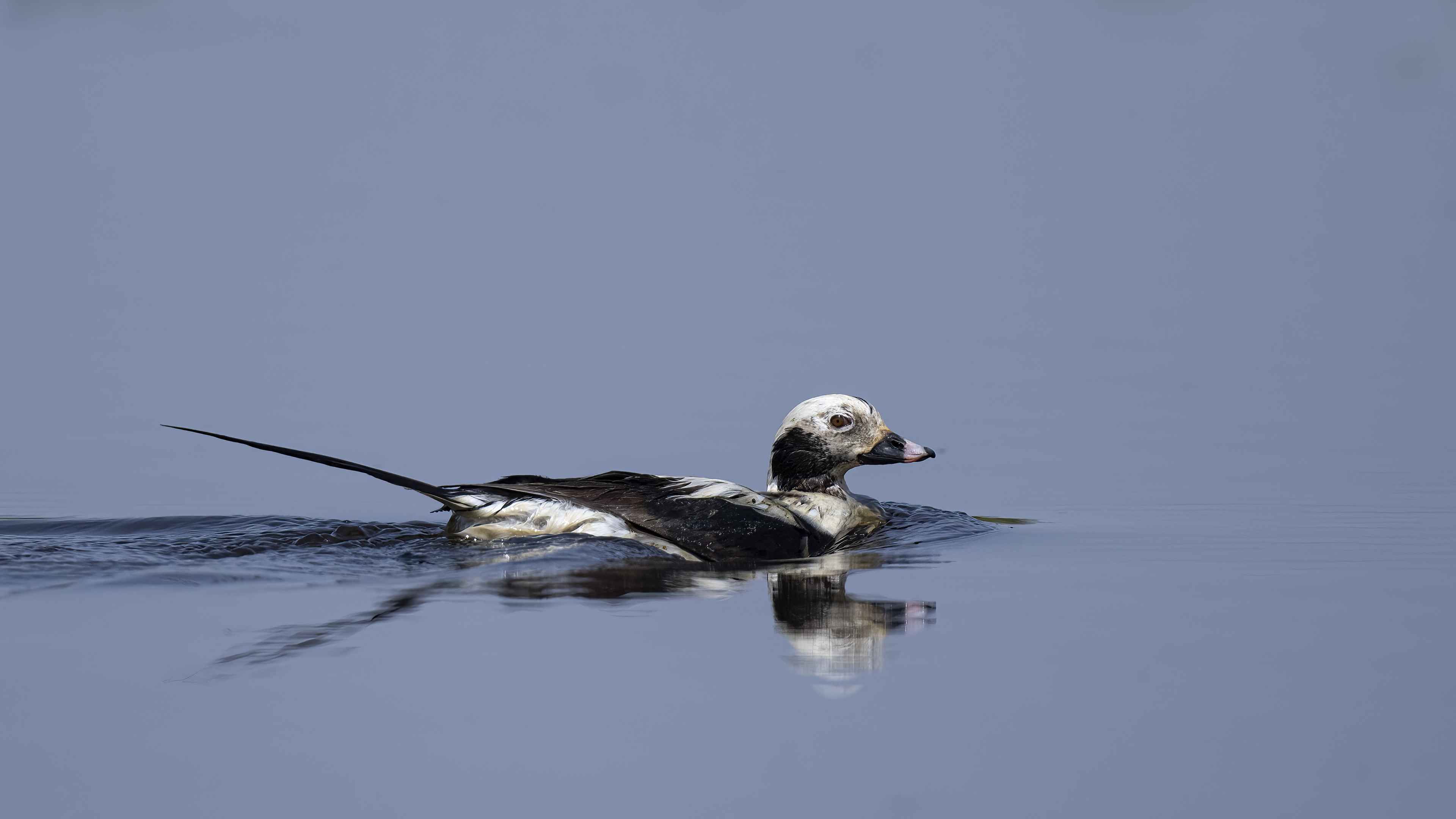 Long-tailed Duck