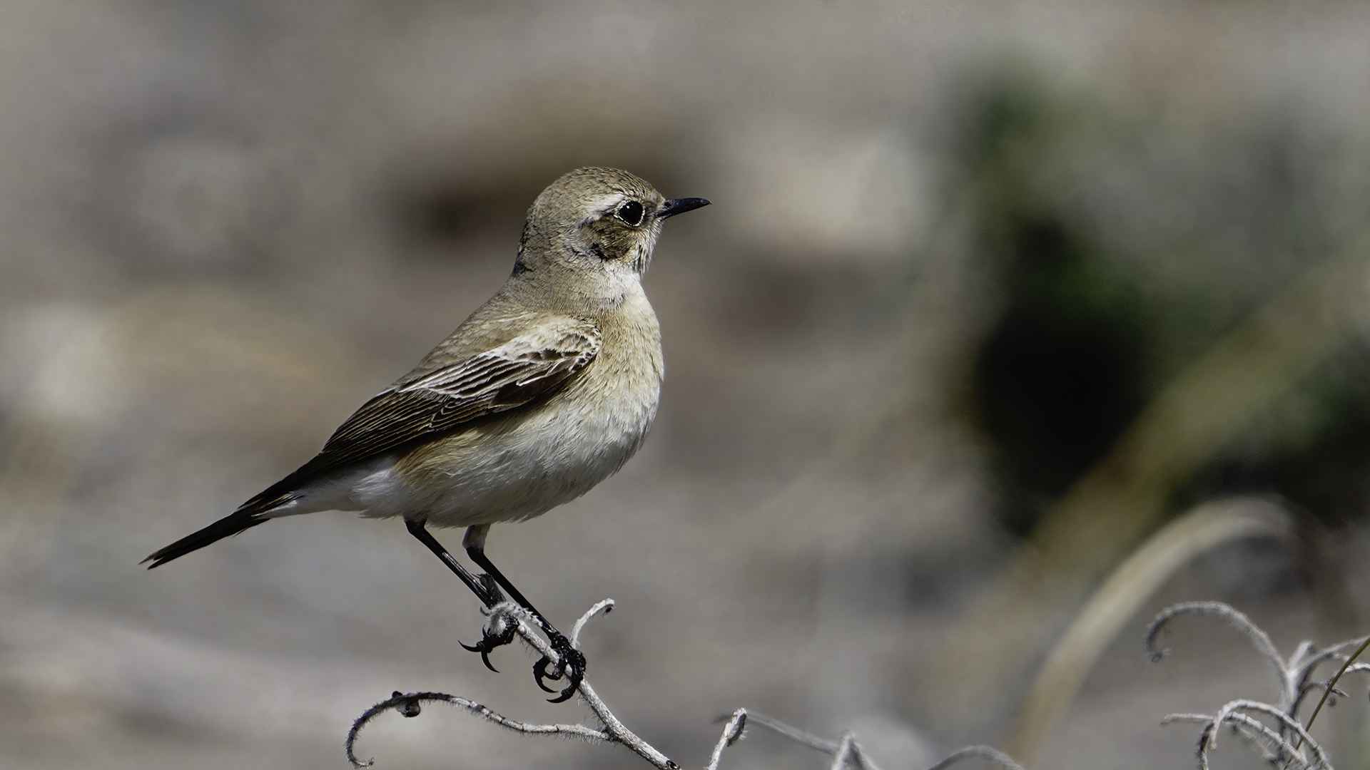 Desert Wheatear
