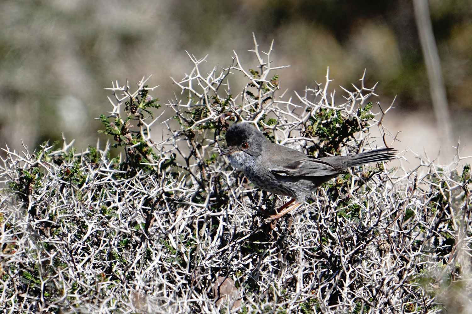 Cyprus Warbler