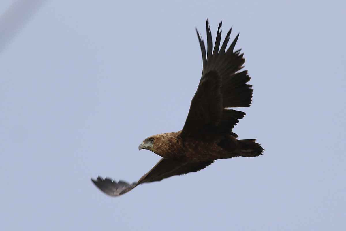 Bateleur