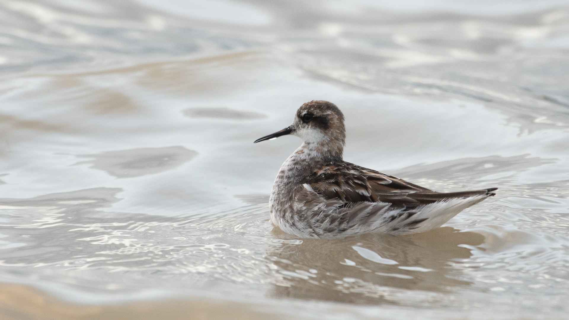 Red-necked Phalarope