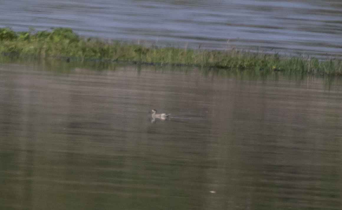 Marbled Teal