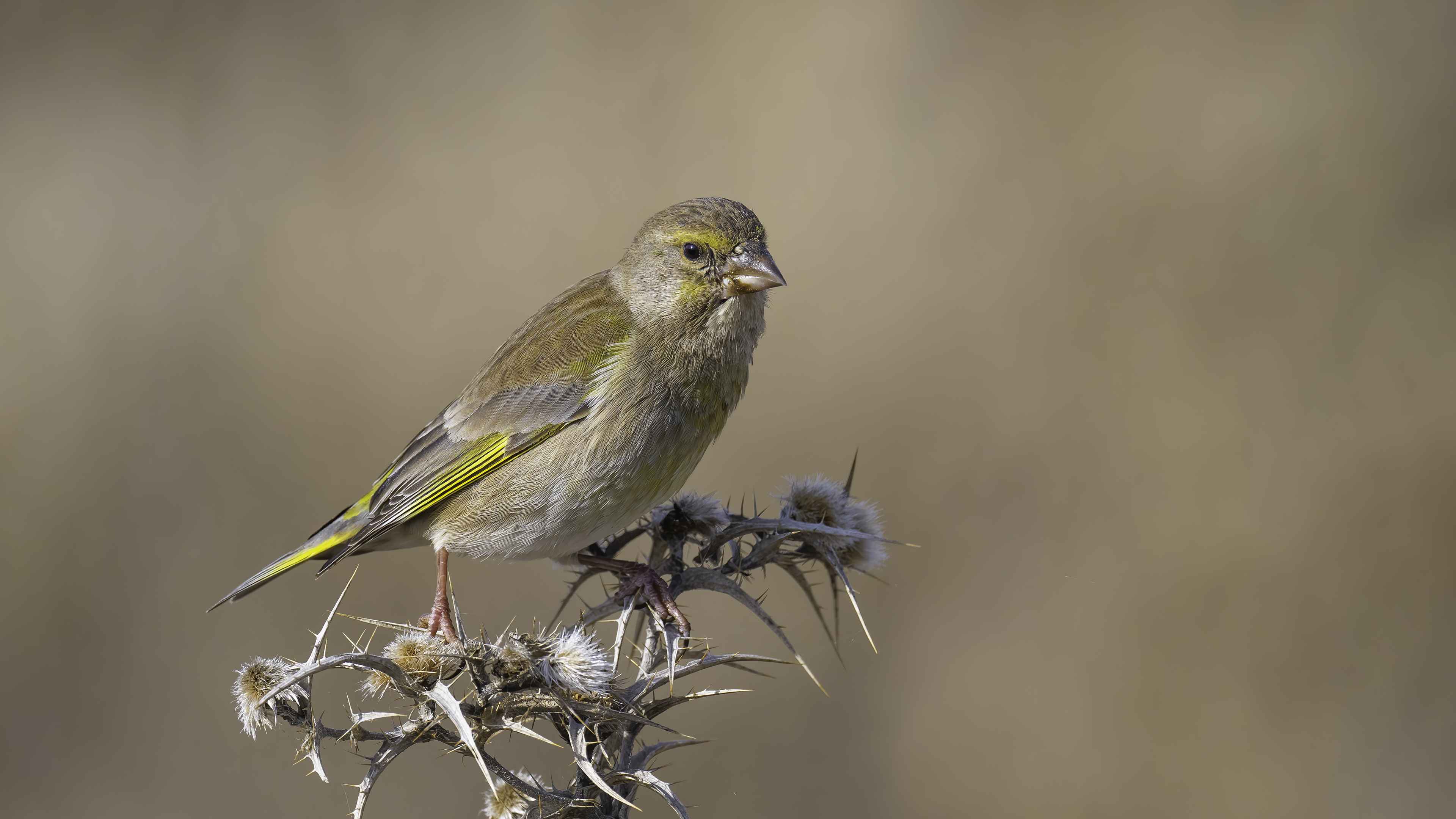European Greenfinch