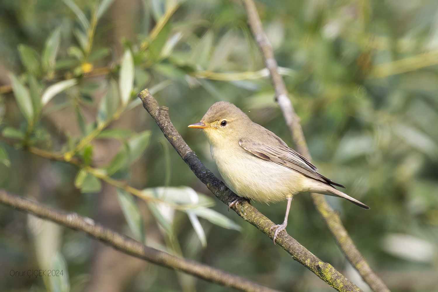 Icterine Warbler