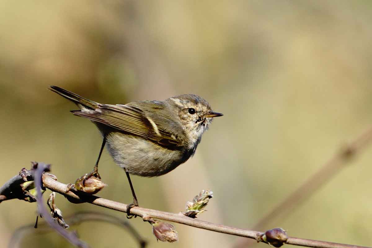 Hume's Warbler