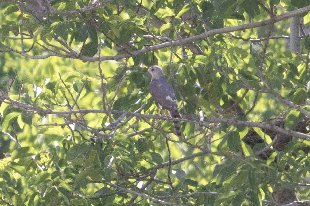 Levant Sparrowhawk