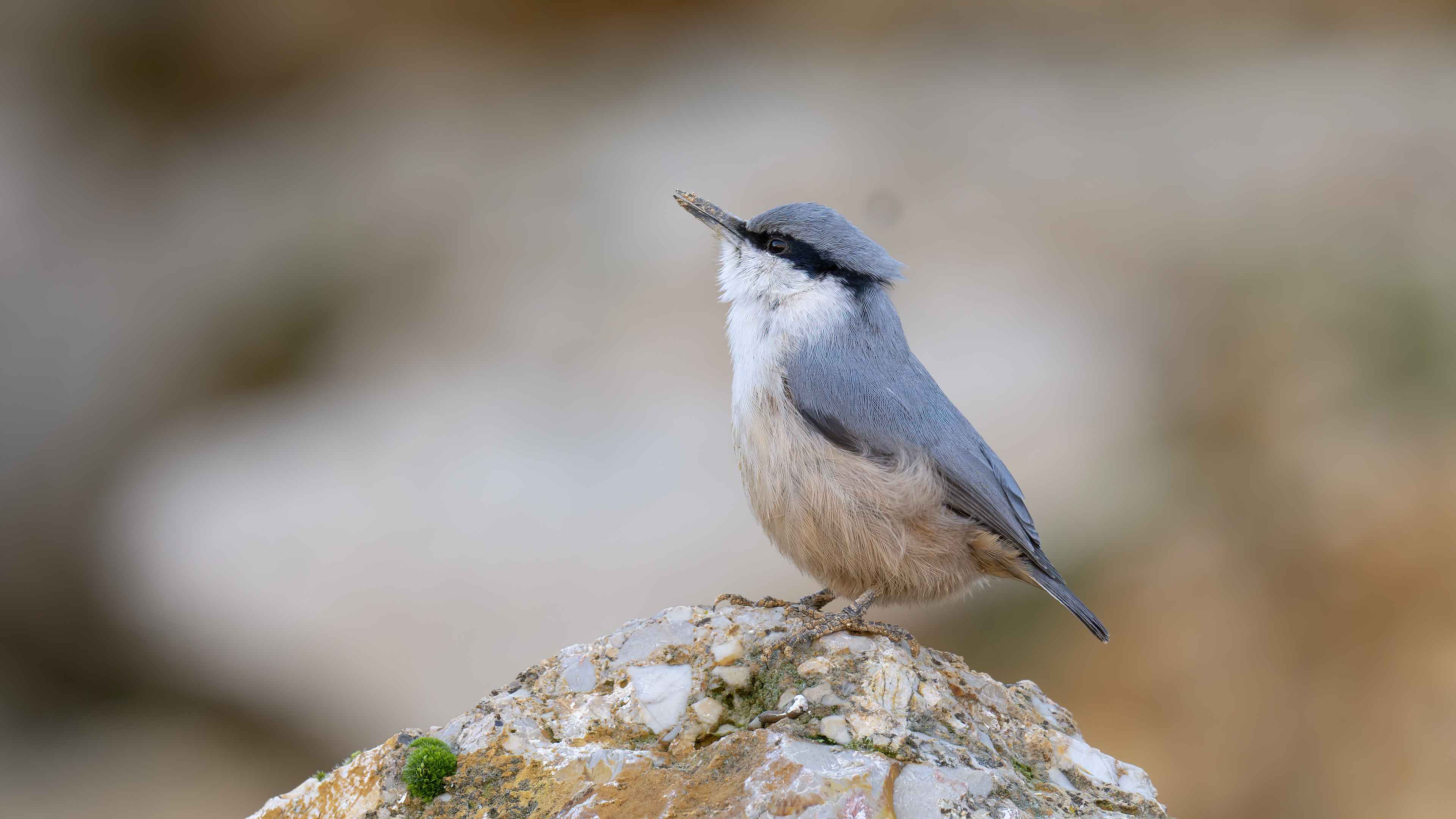 Western Rock Nuthatch