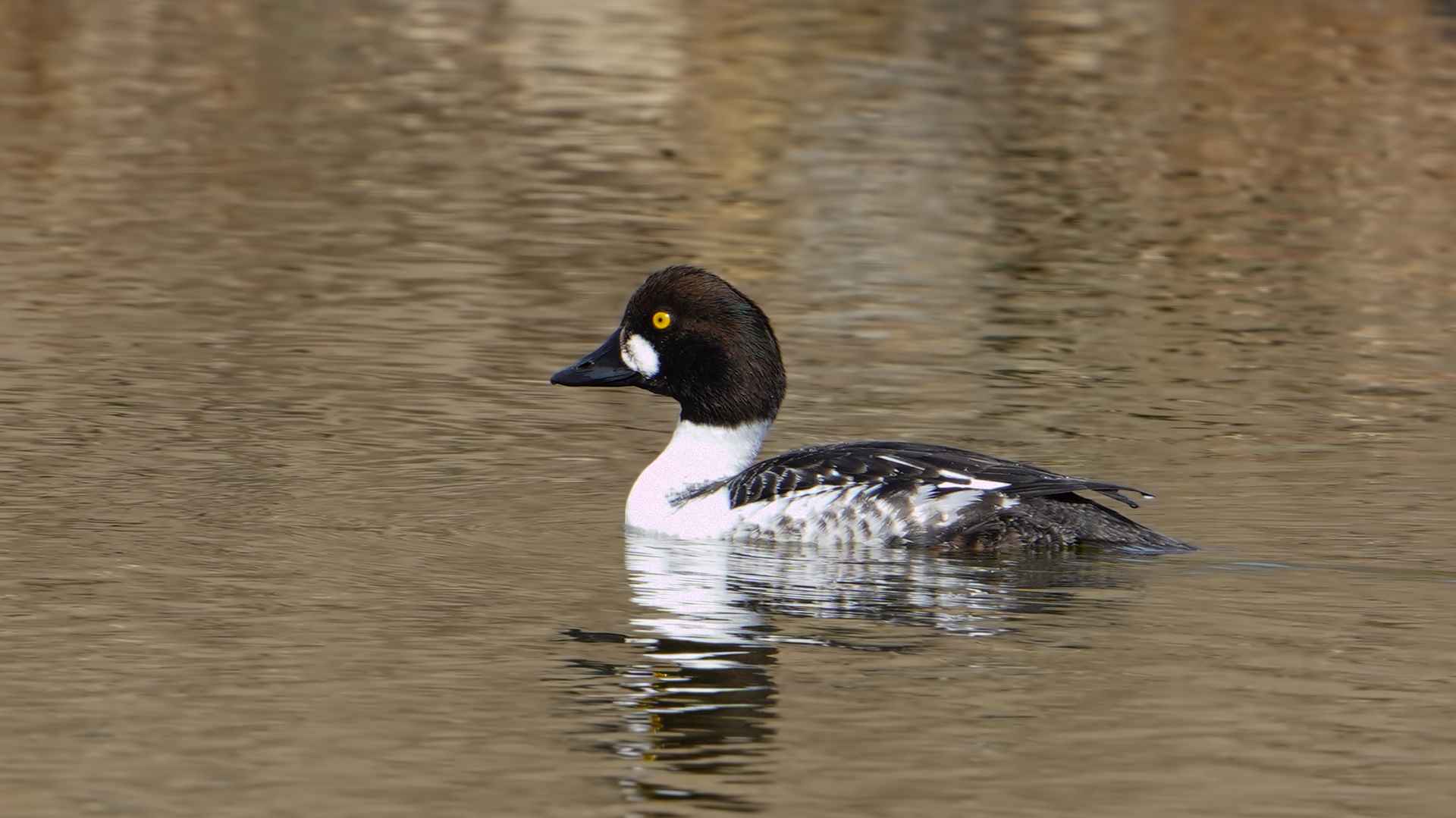Common Goldeneye
