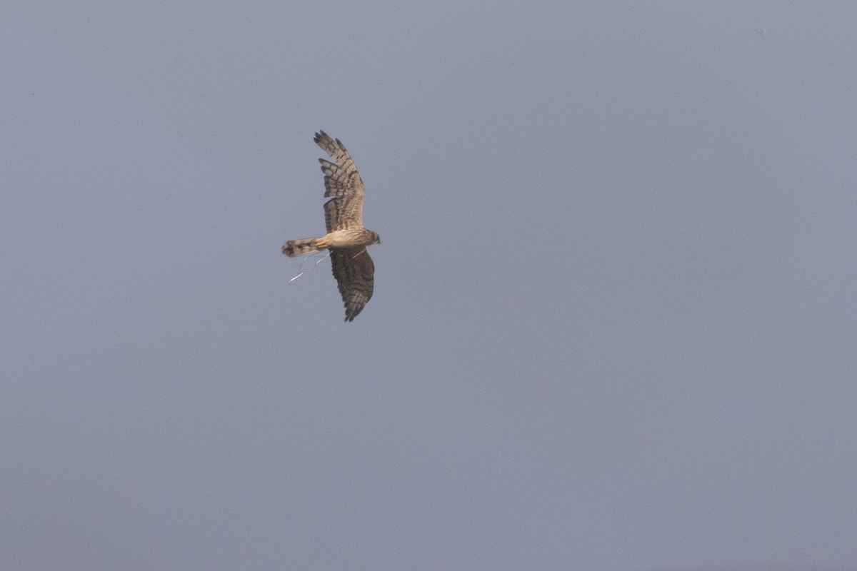 Montagu's Harrier