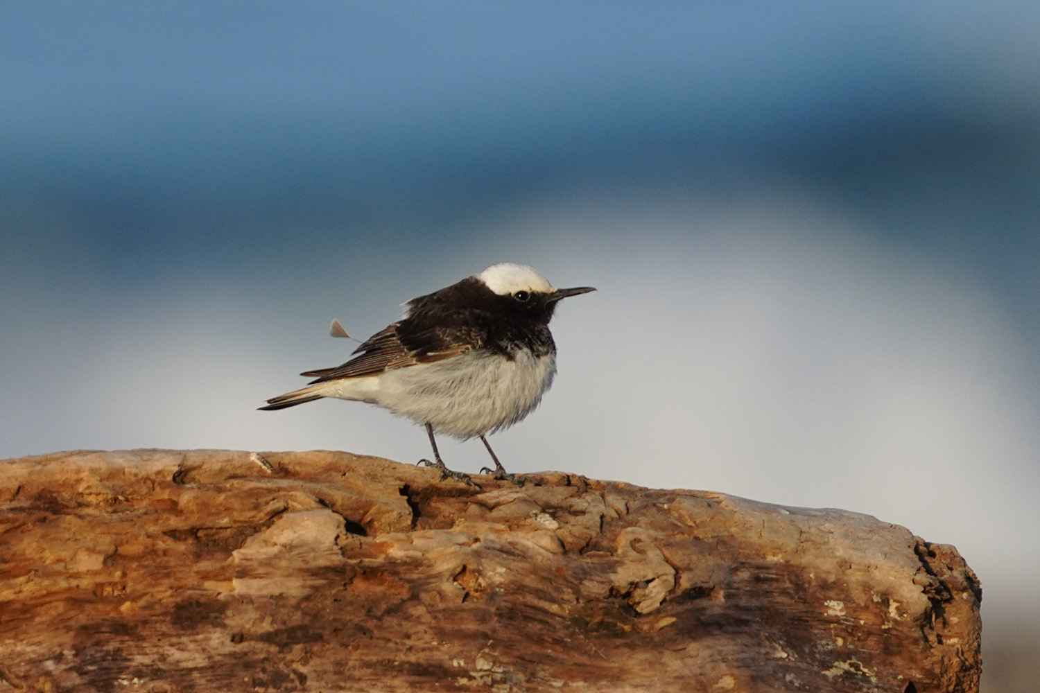 Hooded Wheatear