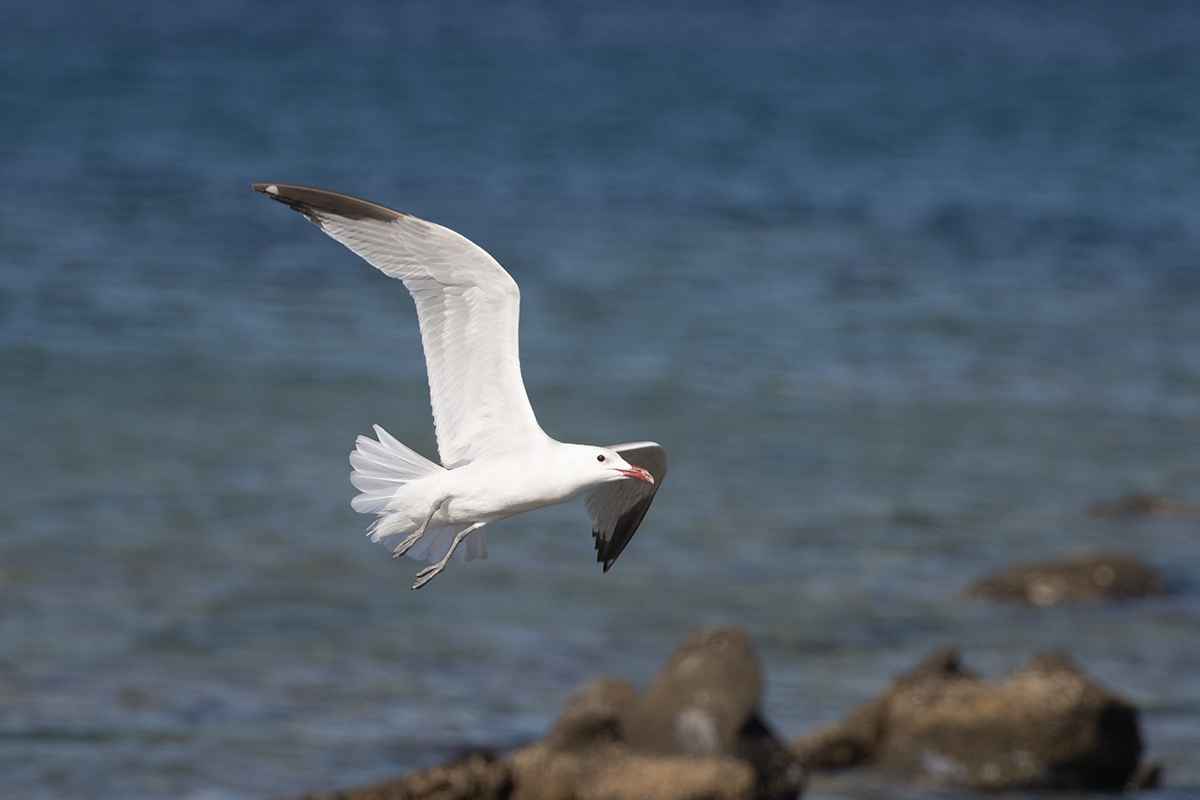 Audouin's Gull