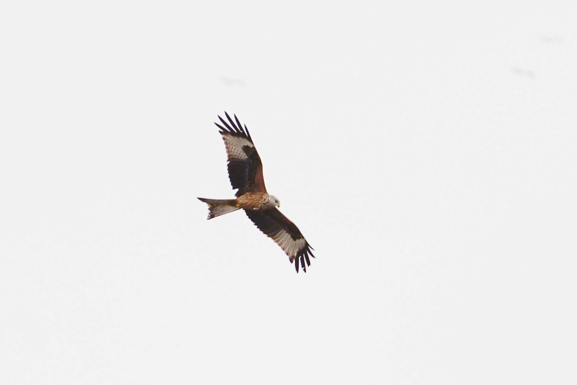 Red Kite