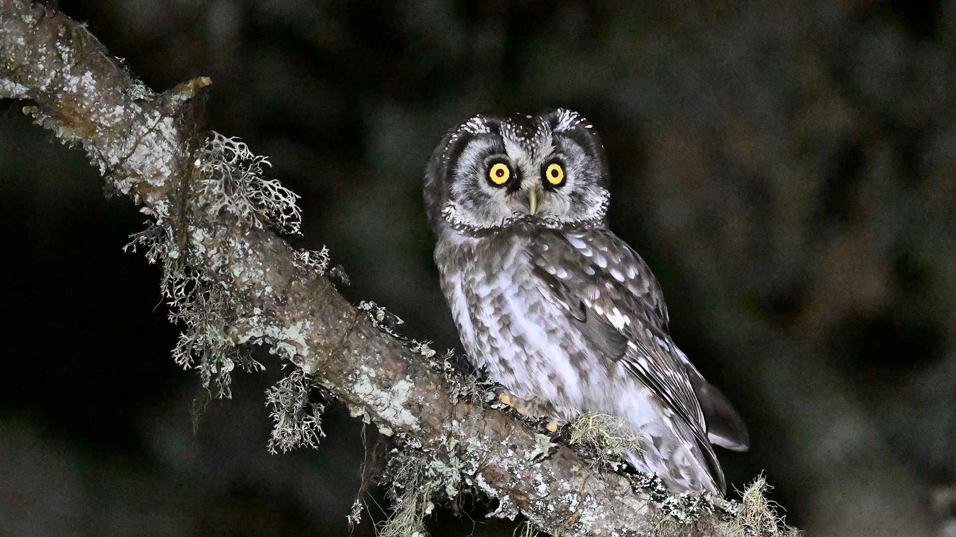 Boreal Owl