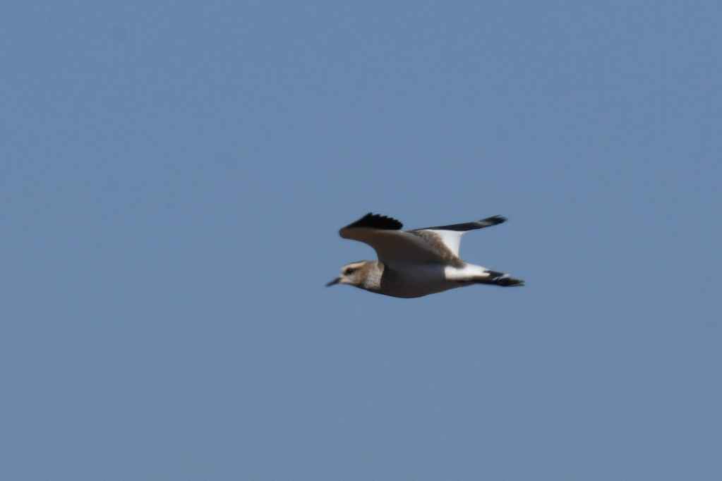 Sociable Lapwing