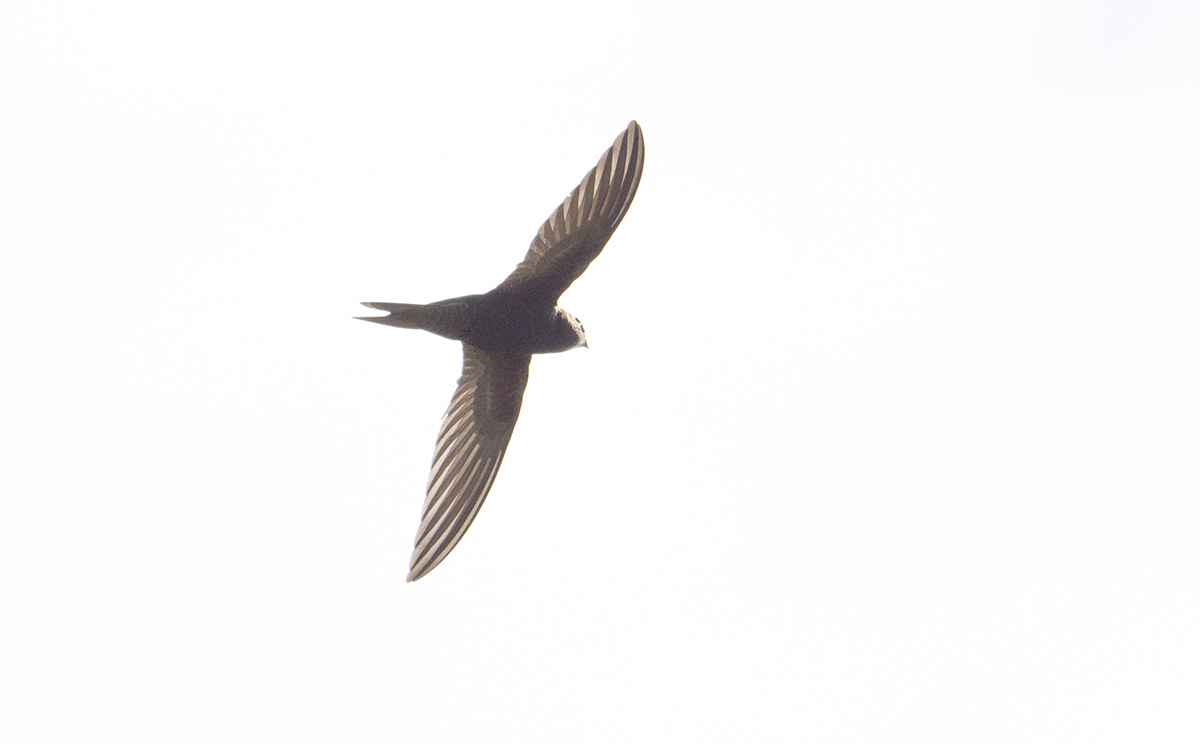 Pallid Swift