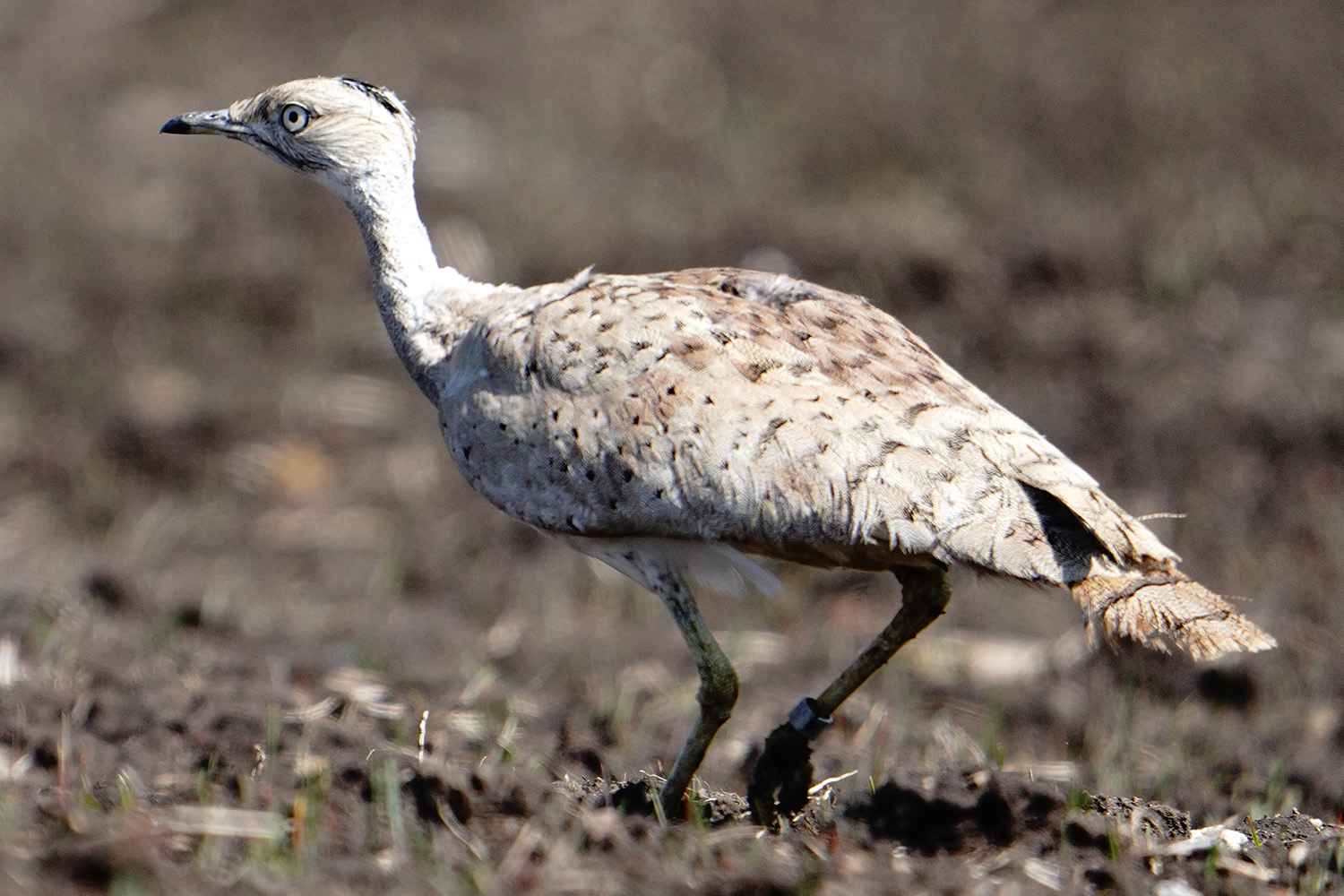 Macqueen's Bustard